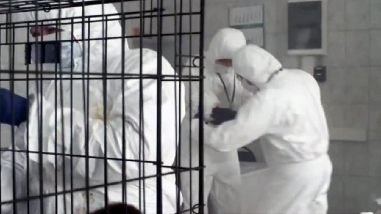 Sled. Episode "Ruthless Ubanga". Role: Virologist